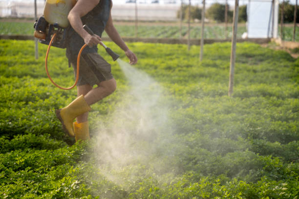 Best Ant Control Services  in Los Alamos, NM
