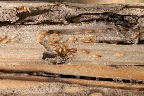 Best Wasp Removal Services  in Los Alamos, NM